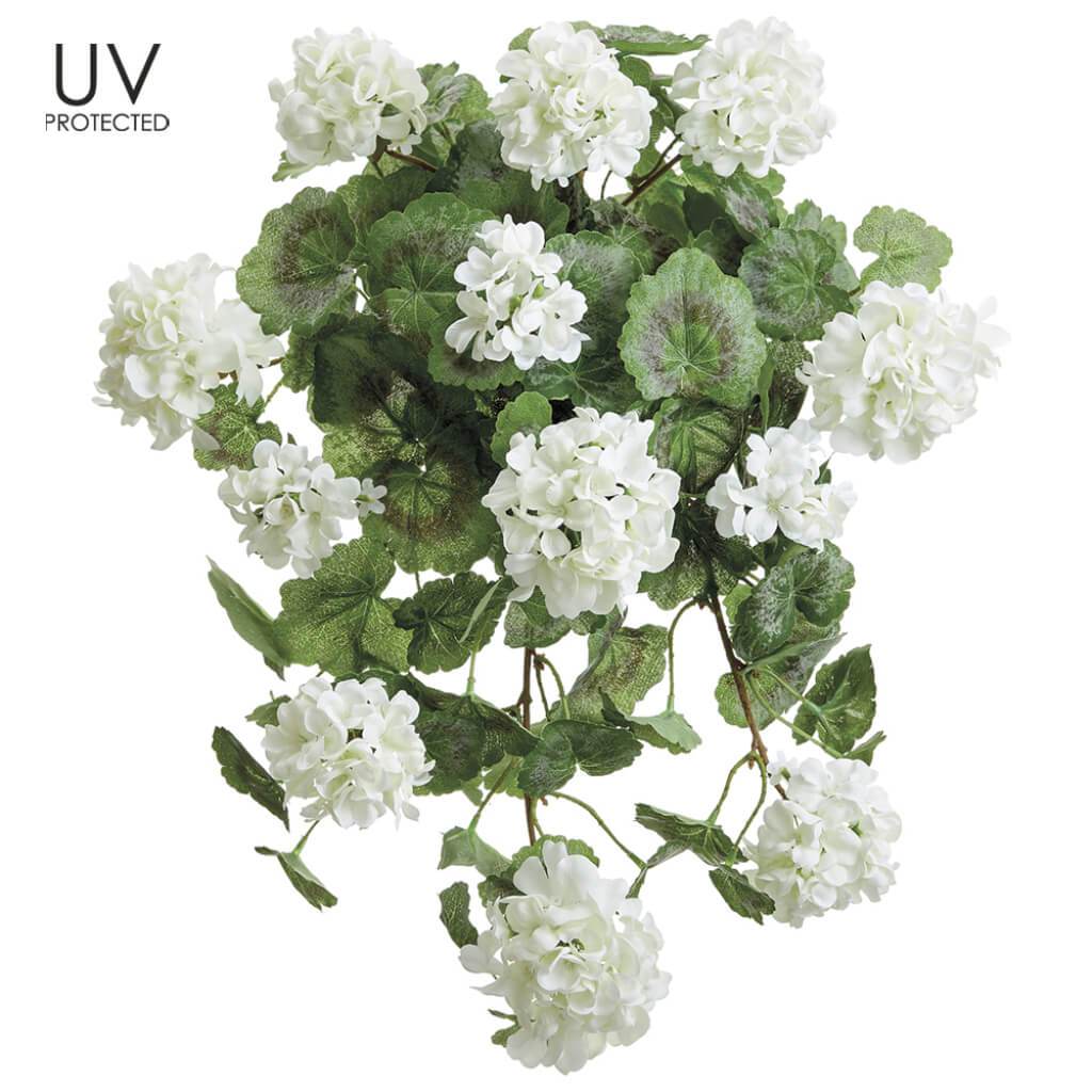 UV Portected Geranium Hanging Bush White 22in