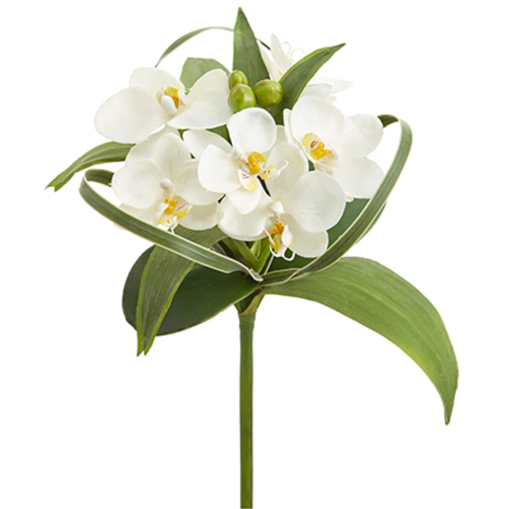 Phalaenopsis Orchid Bouquet White 12in