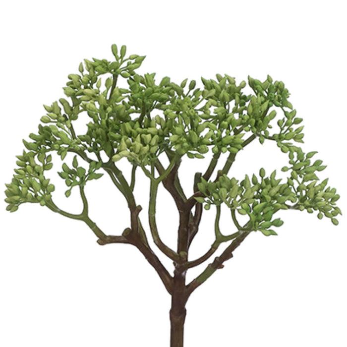 Soft Touch Sedum Bush Green 9in