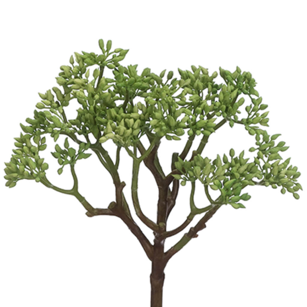 Soft Touch Sedum Bush Green 9in