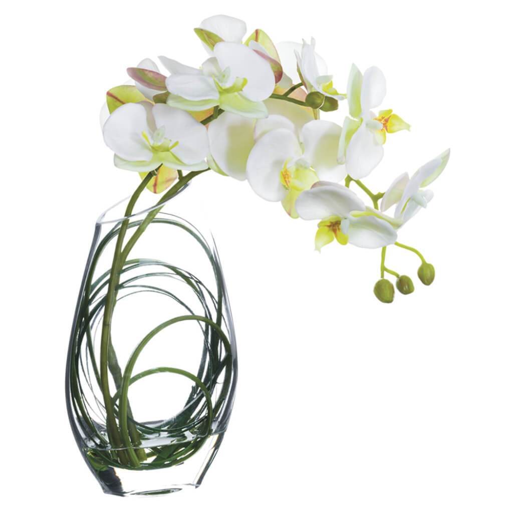 Phalaenopsis Orchid in Glass Vase White 11in