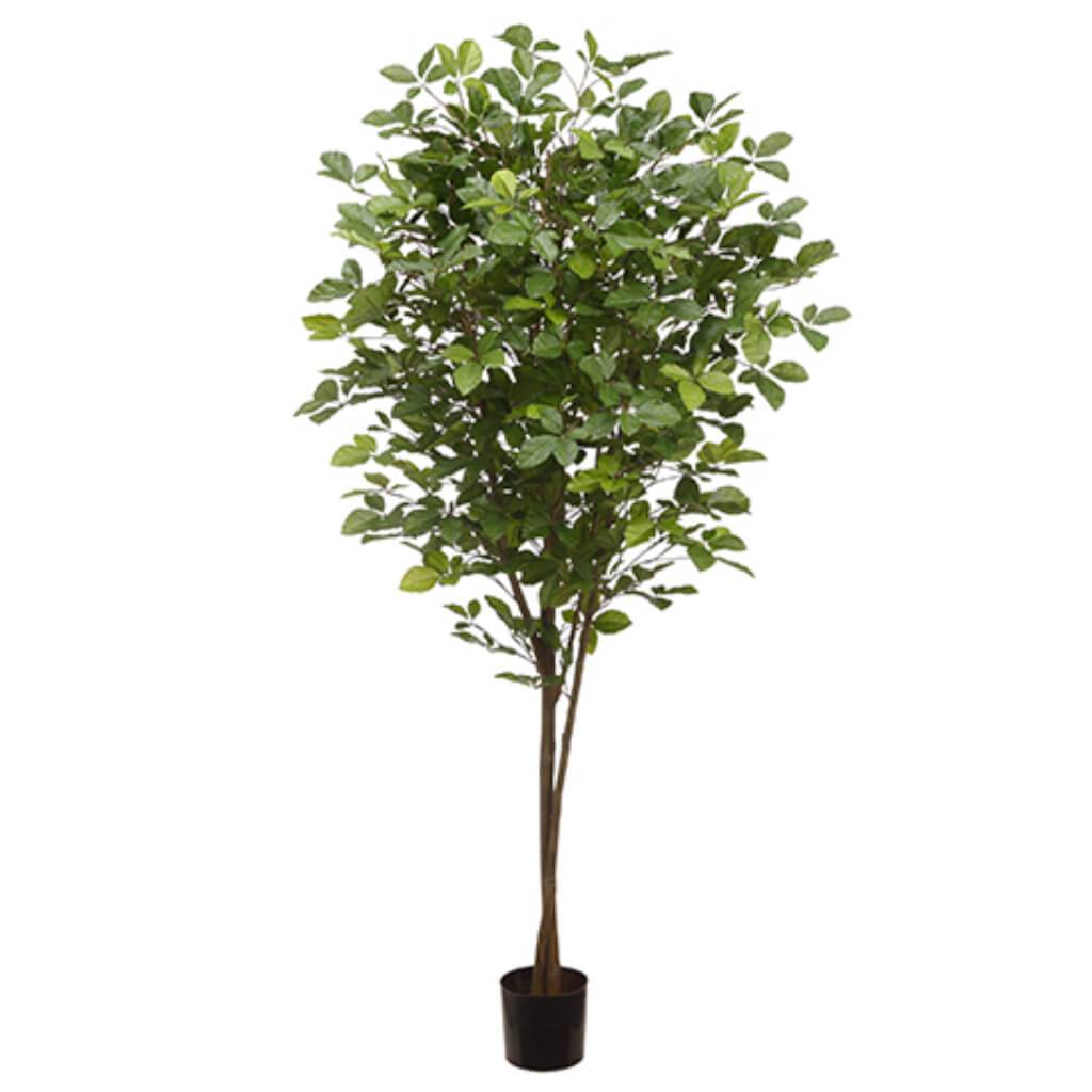 Hornbeam Tree with 1450 Leaves in Plastic Pot Green 6ft