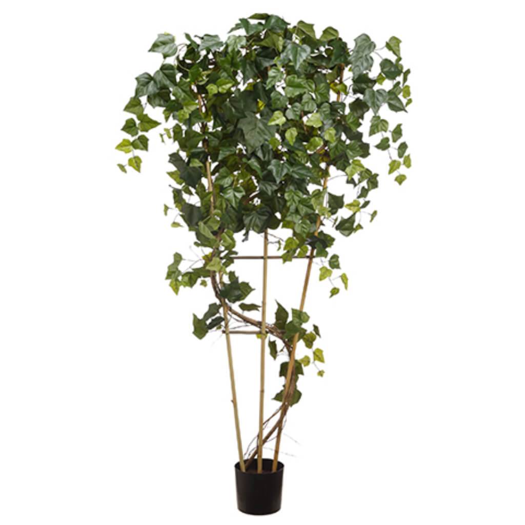 Giant Ivy Tree with 480 Leaves in Plastic Nursery Pot Green 7ft