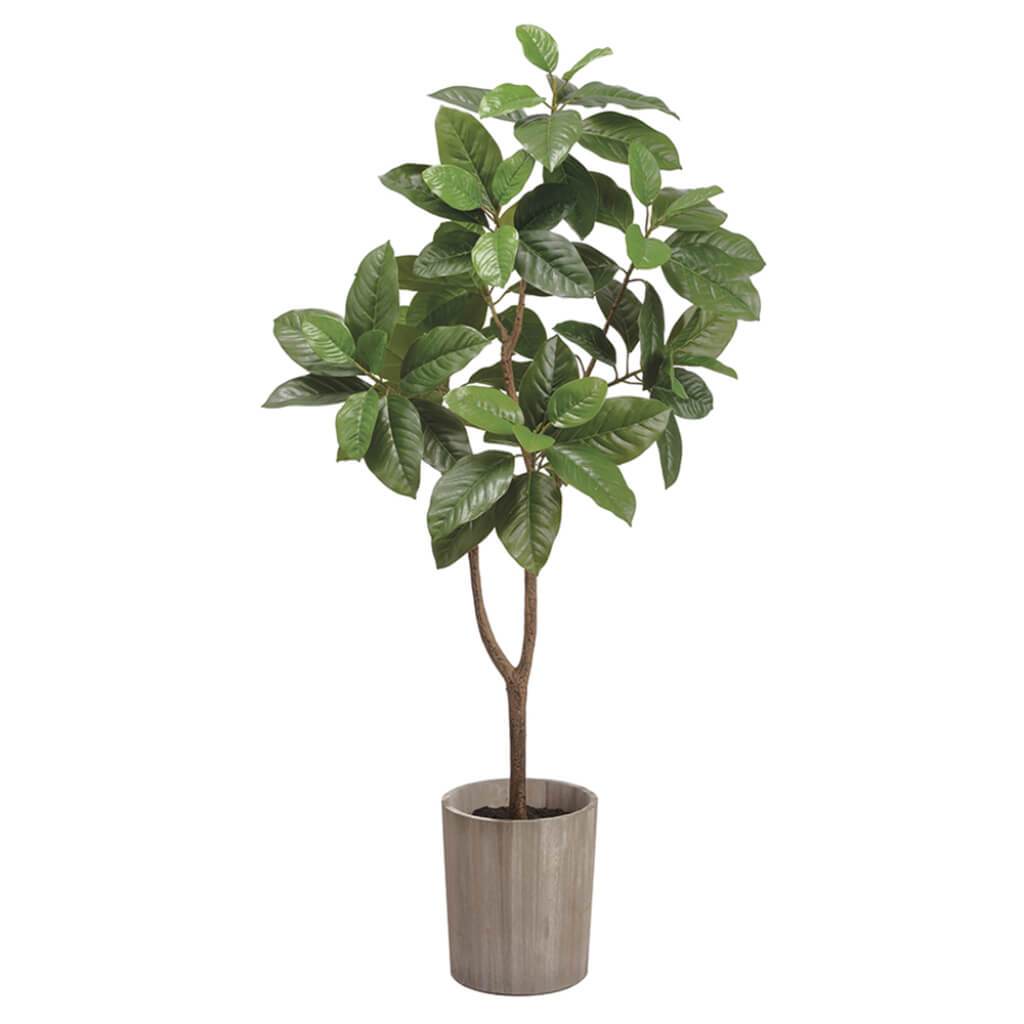 Michelia Alba Tree in Wood Planter Green 47.2in