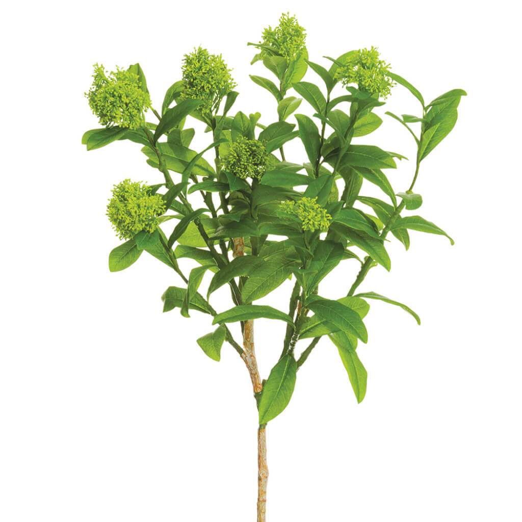 Skimmia Branch Light Green 29in