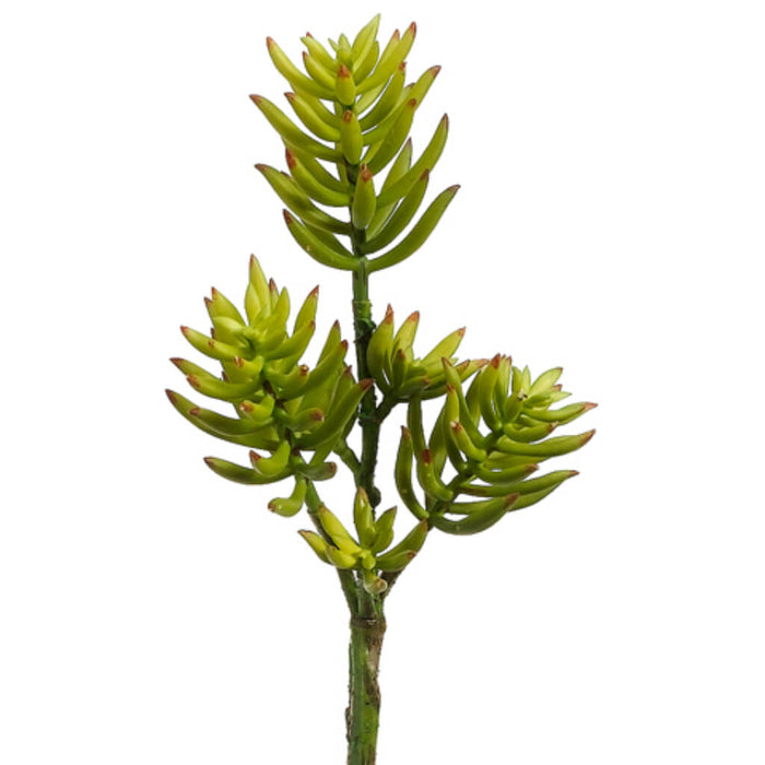 Sedum Pick Green Burgundy 12in