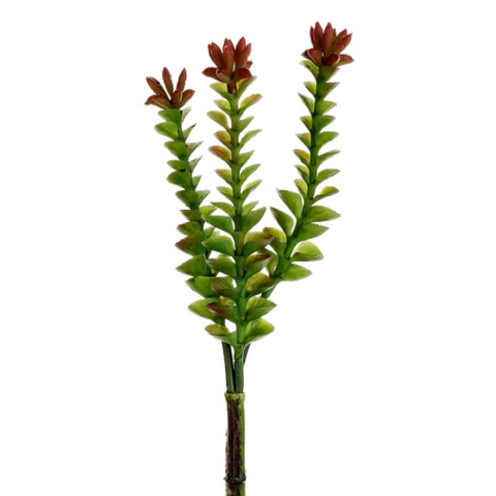 Crassula Pick Green Burgundy 8in