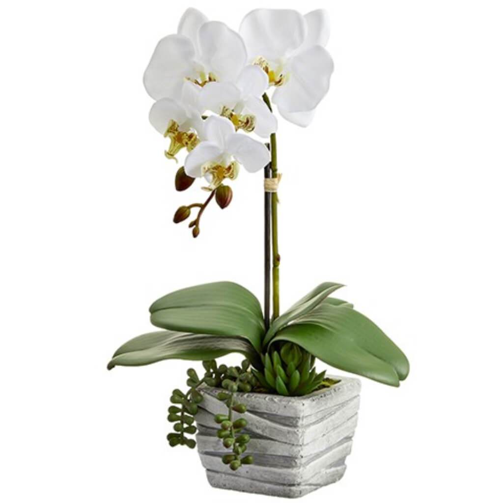 Phalaenopsis Orchid Plant/Succulent in Cement Pot White 16in