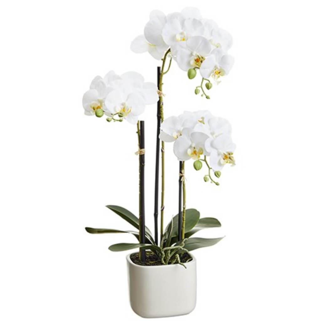 Phalaenopsis Orchid Plant  x 3 in Terra Cotta Pot White 25in