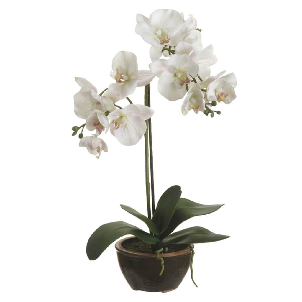 Phalaenopsis Orchid Plant in Ceramic Pot White 20in