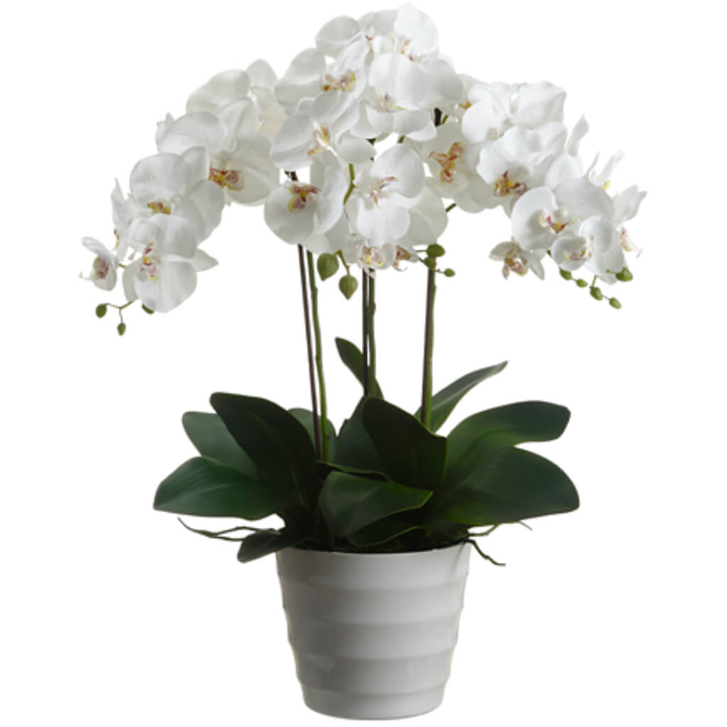 Phalaenopsis Orchid Plant in Plastic Pot White 28in