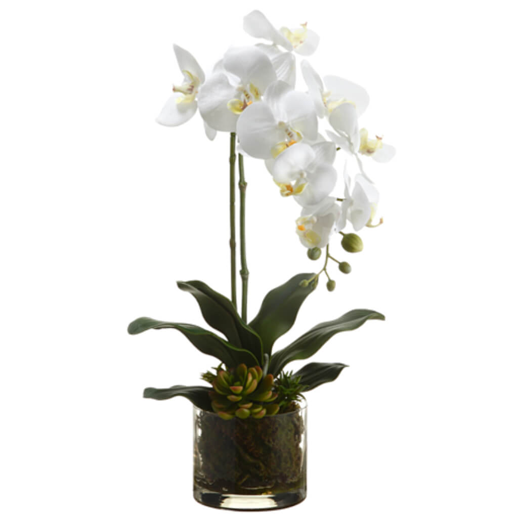 Phalaenopsis Orchid Plant/Echeveria in Glass Vase White Yellow 20in