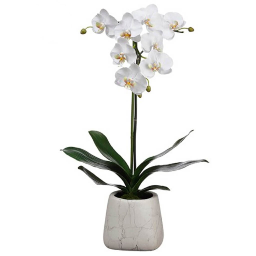 Phalaenopsis Orchid Plant in Marble Look Pot White 30in