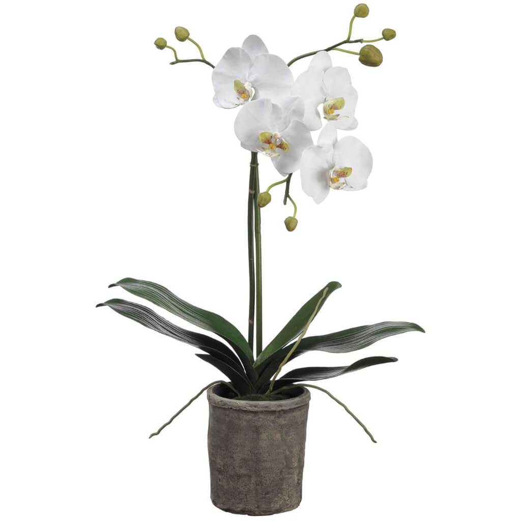 Phalaenopsis Orchid Plant in Clay Pot White 25in