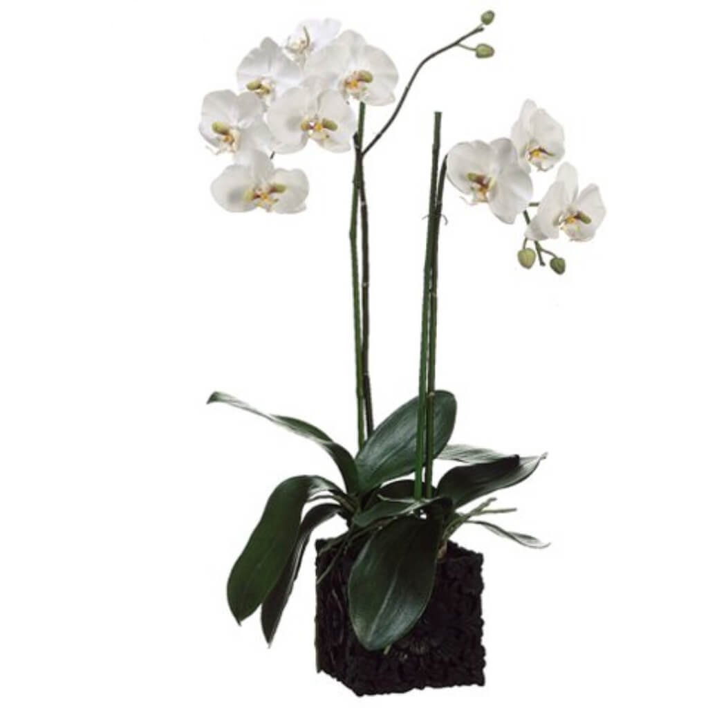 Phalaenopsis Orchid Plant in Polyresin Container White Green 31in