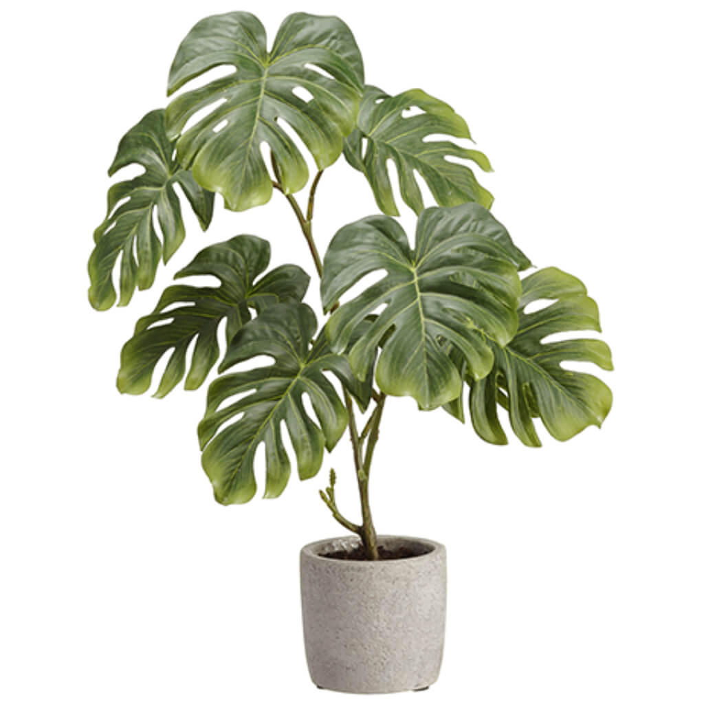 Split Philodendron Plant in Cement Pot Green 17in