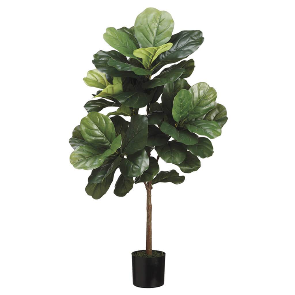 Fiddle Leaf Tree in Pot Green 3ft