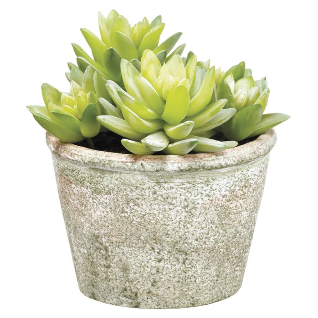 Sedum in Paper Mache Pot Green 5.75in