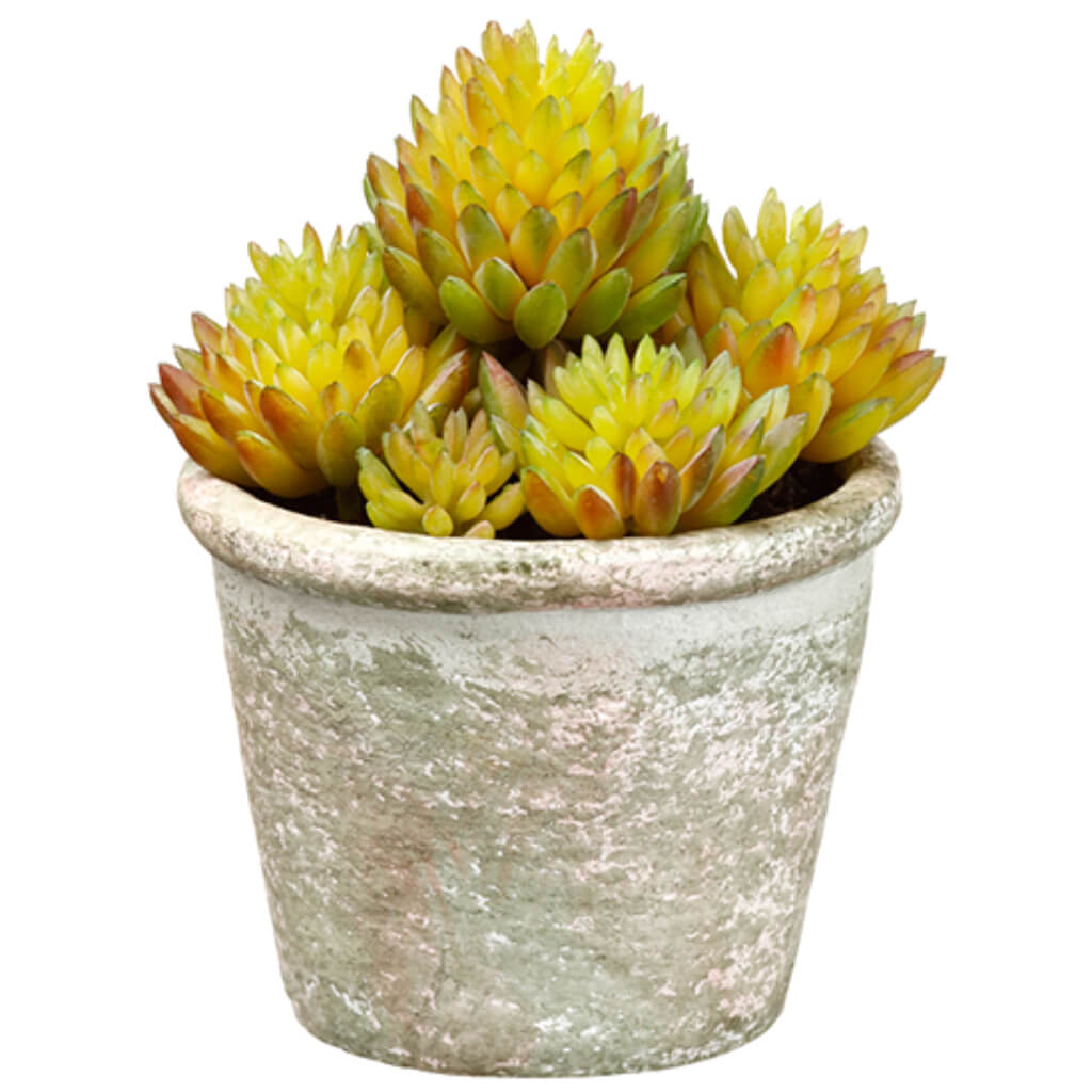 Sedum in Paper Mache Pot Green 4.5in