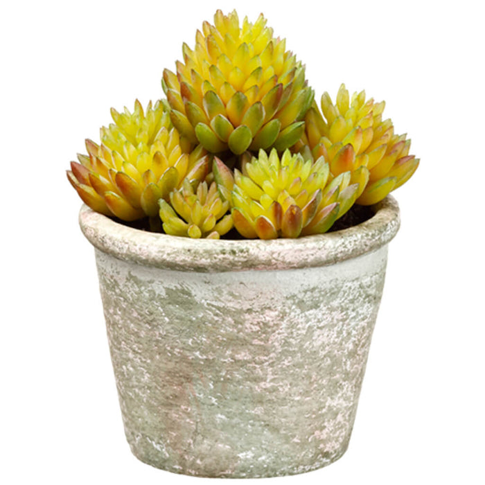 Sedum in Paper Mache Pot Green 4.5in
