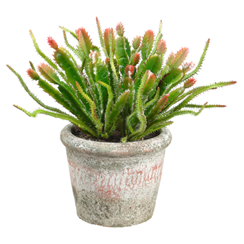 Cactus in Clay Pot Green Burgundy 9in