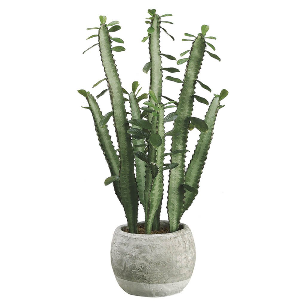 Cactus in Terra Cotta Pot Green 20in