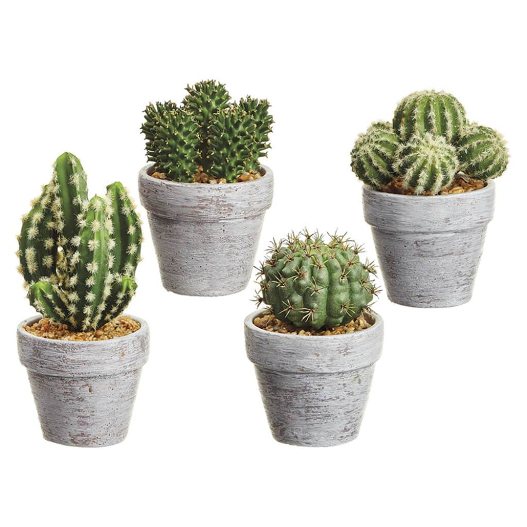 Cactus in Ceramic Pot Two Tone Green 5-7.25in