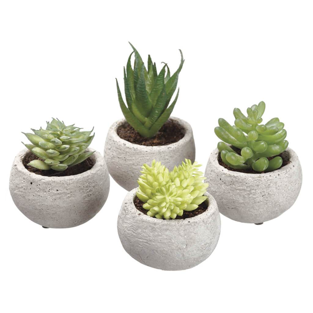 Assorted Succulent in Cement Pot Two Tone Green 3.5inH