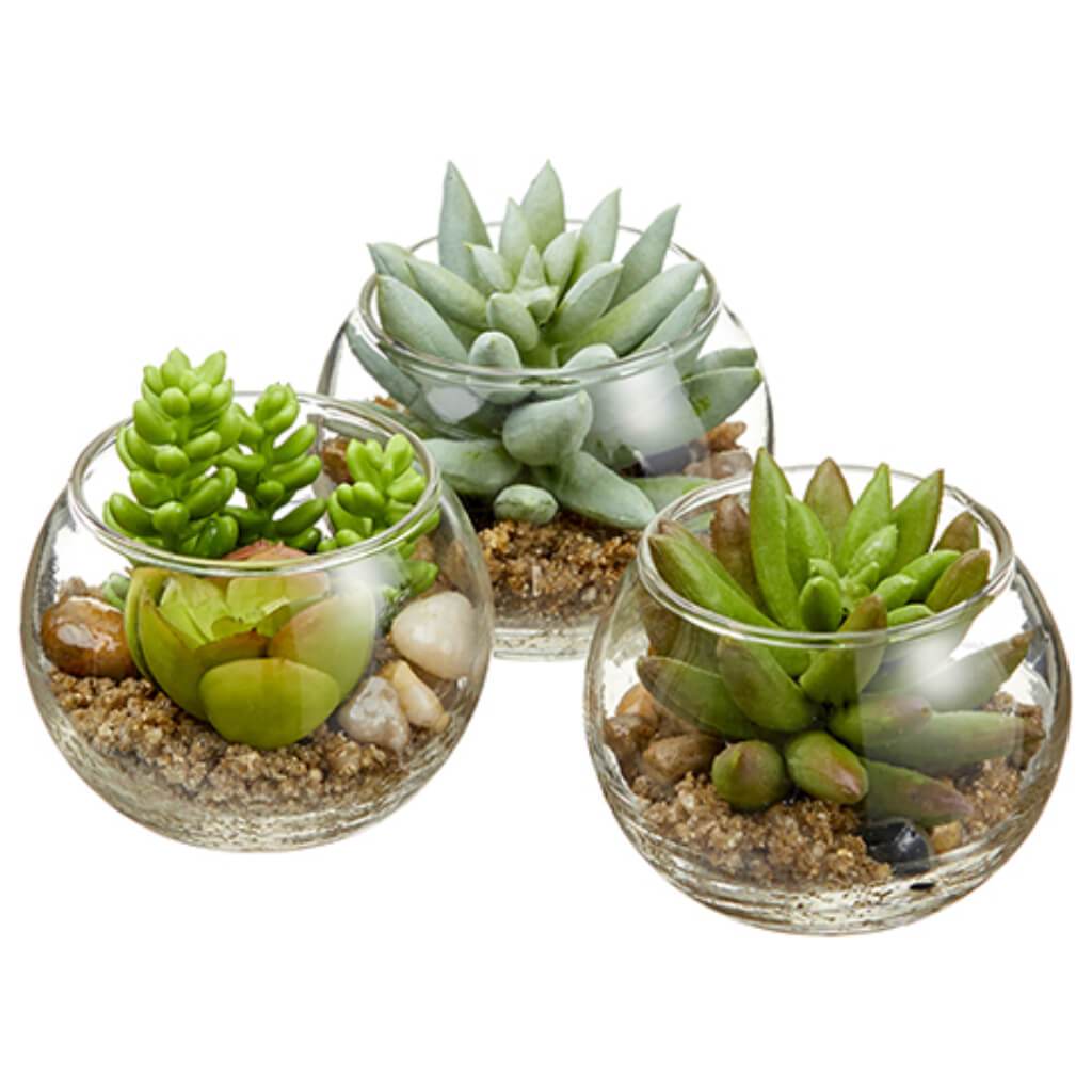 Mini Succulent in Glass Vase Two Tone Green 3in