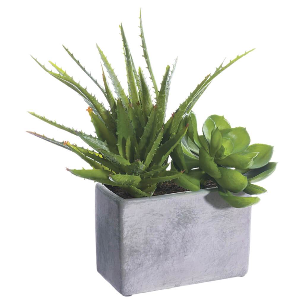 Agave/Echeveria in Terra Cotta Pot Green 10in