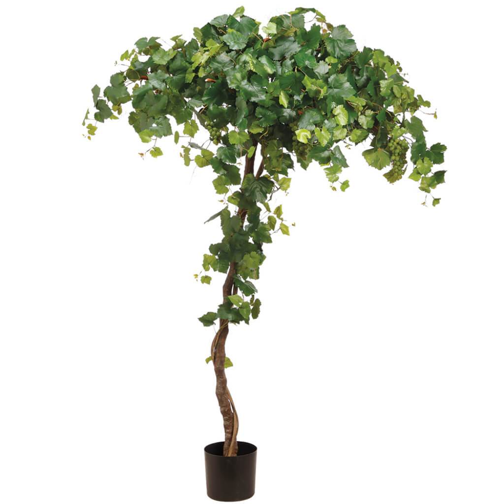 Grape Tree in Plastic Nursery Pot Green 80in