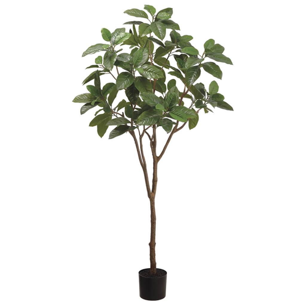 Michelia Alba Tree in Plastic Nursery Pot Green 6ft