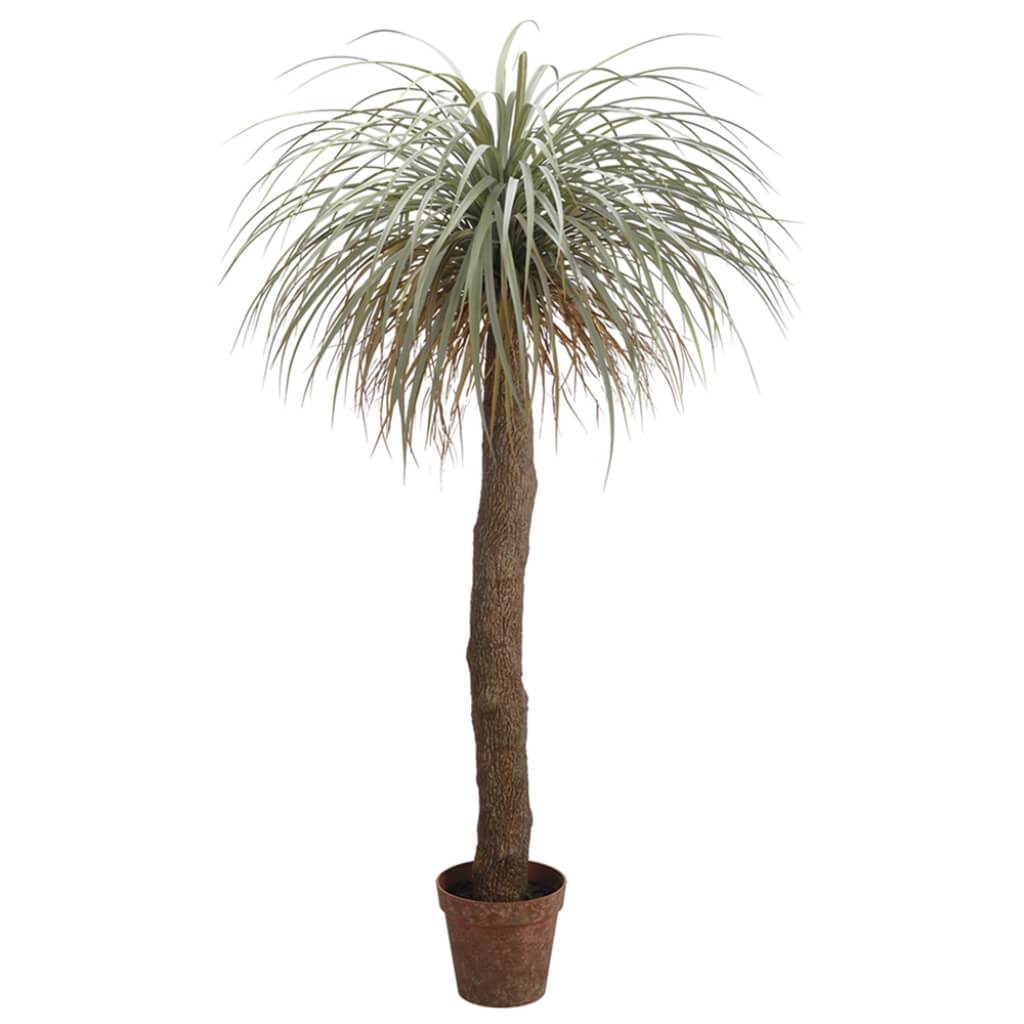 Desert Palm Tree in Plastic Nursery Pot Green Gray 72in