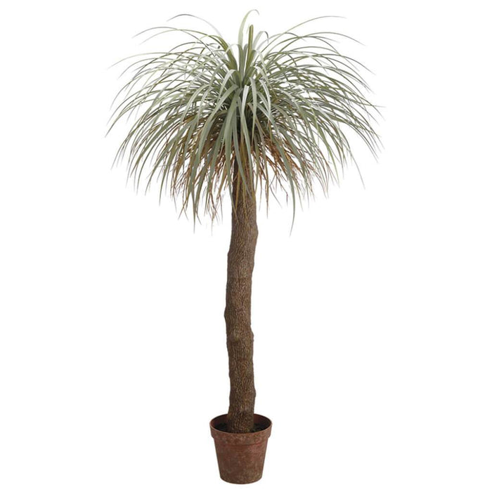 Desert Palm Tree in Plastic Nursery Pot Green Gray 72in