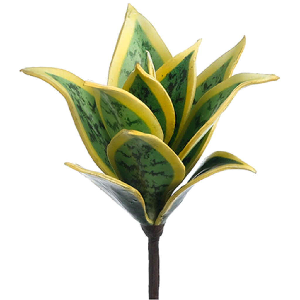 Mini Sanseveria Plant Green Cream 8in