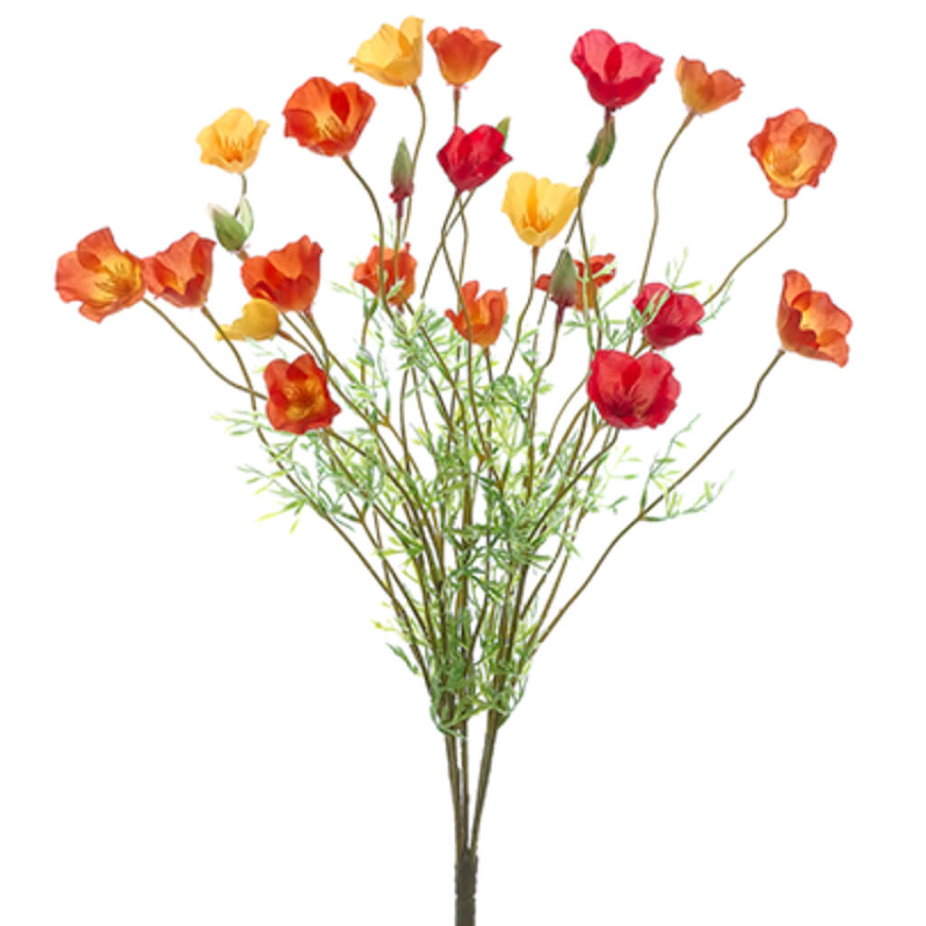 California Poppy Bush x5 Orange Yellow 22in
