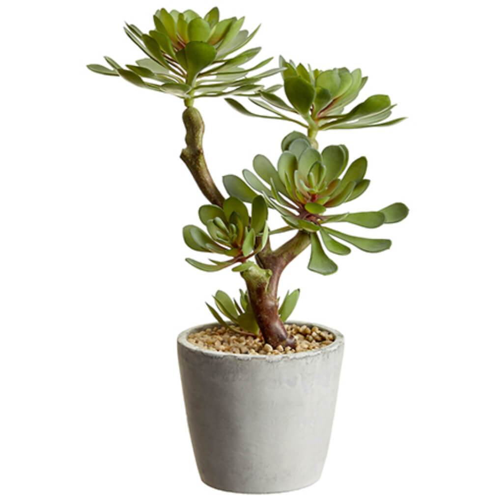 Soft Echeveria in Cement Pot Green Gray 12in