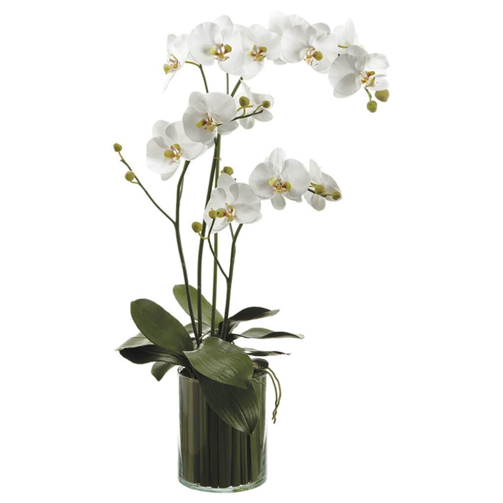 Orchids in Soil Glass Vase White 36inH x 9inW x 22inL