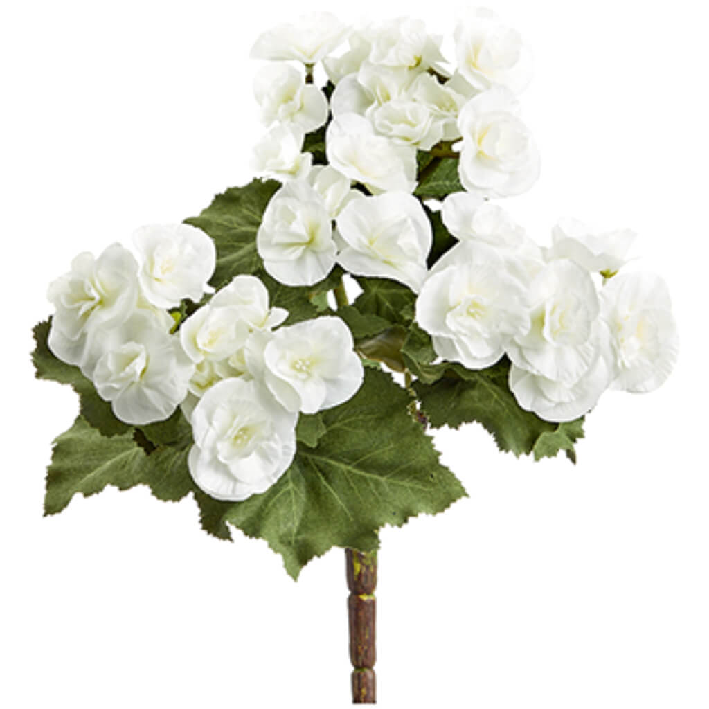 Begonia Bush x3 Cream 10in