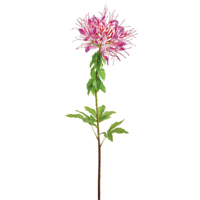 Cleome Spinosa Spray 34in, Purple