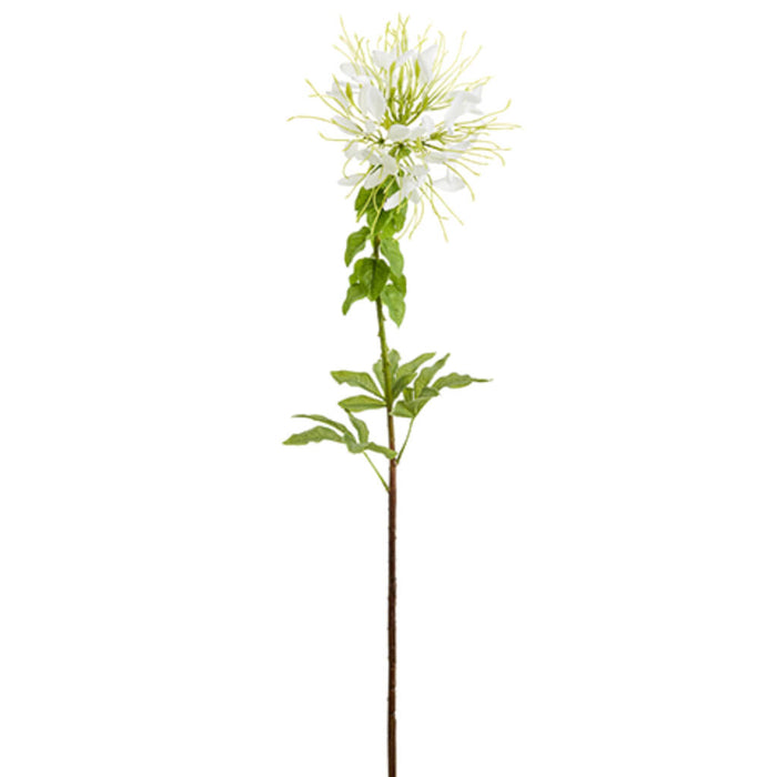 Cleome Spinosa Spray 34in, White