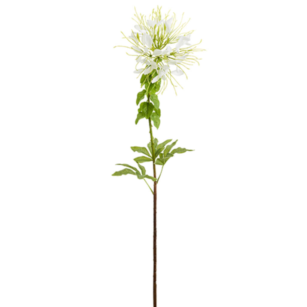 Cleome Spinosa Spray 34in White