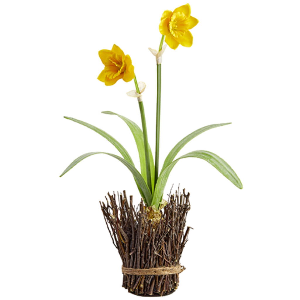 Daffodil With Bulb in Twig Container Yellow 18in