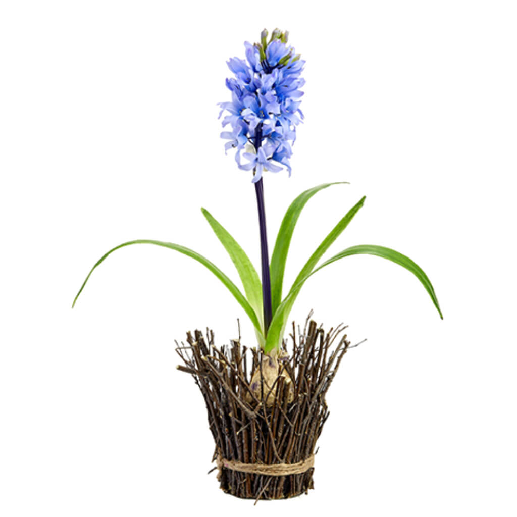 Hyacinth With Bulb in Twig Container Lavender 17in