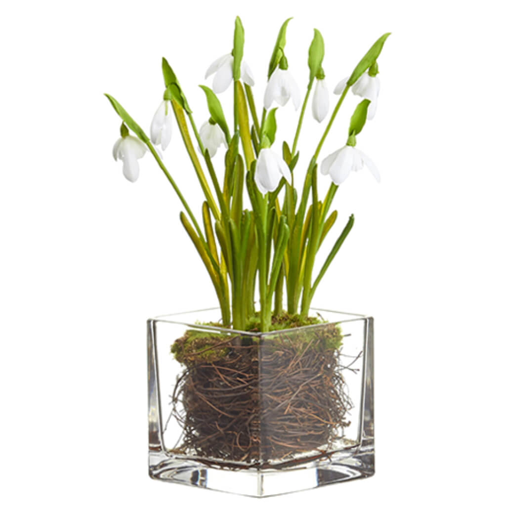 Snowdrop in Glass Vase White 11in