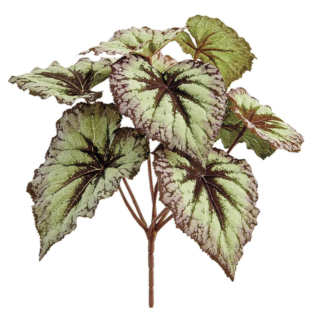 Begonia Leaf Bush x7 Green Purple 9in