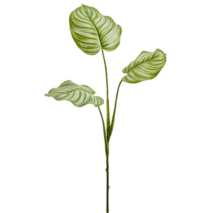 Calathea Leaf Spray 36in, Green
