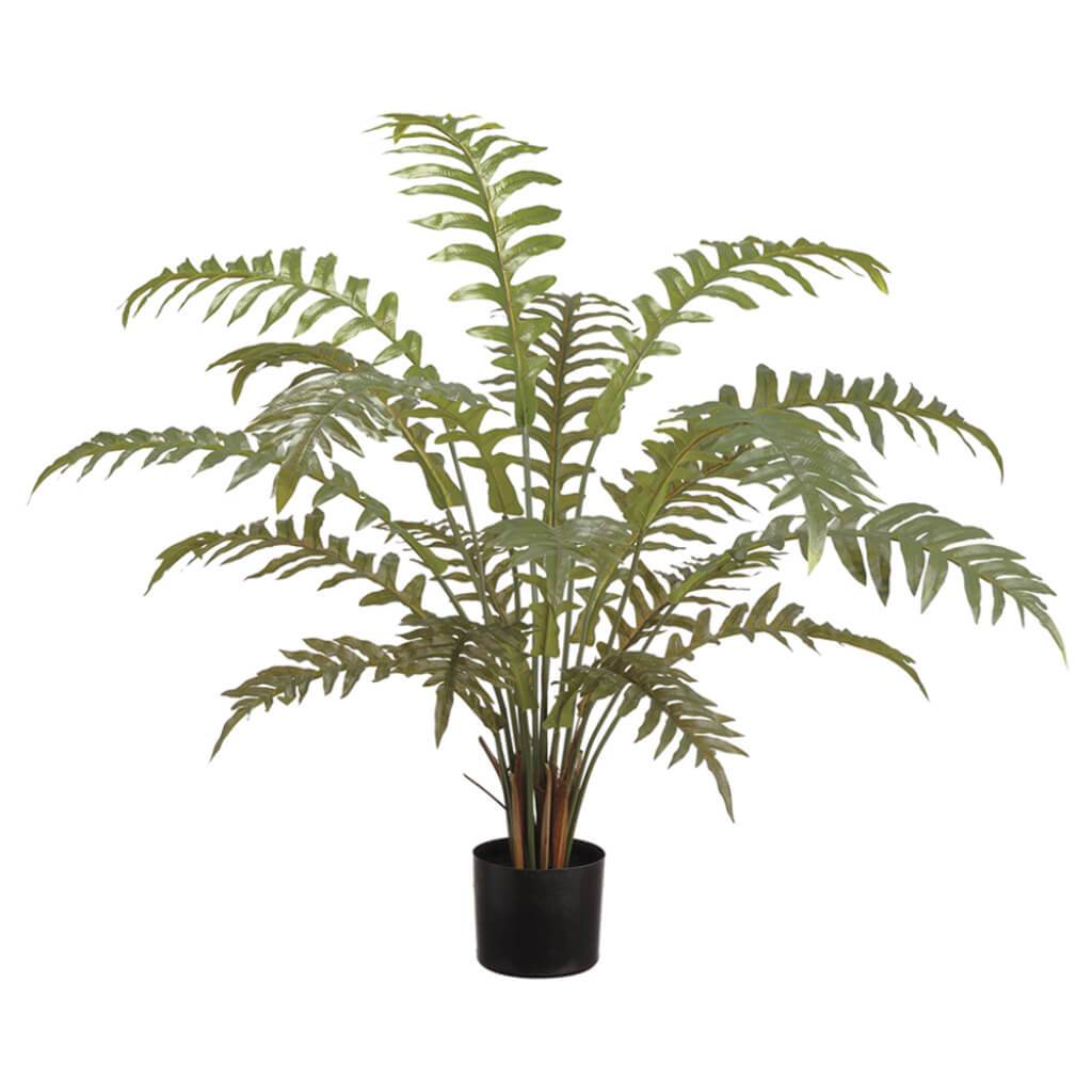 Fern in Plastic Pot Green 36in