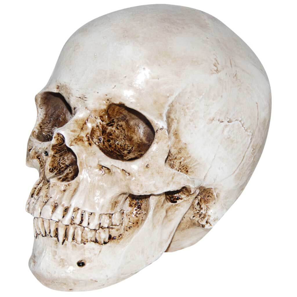 Realistic Skull