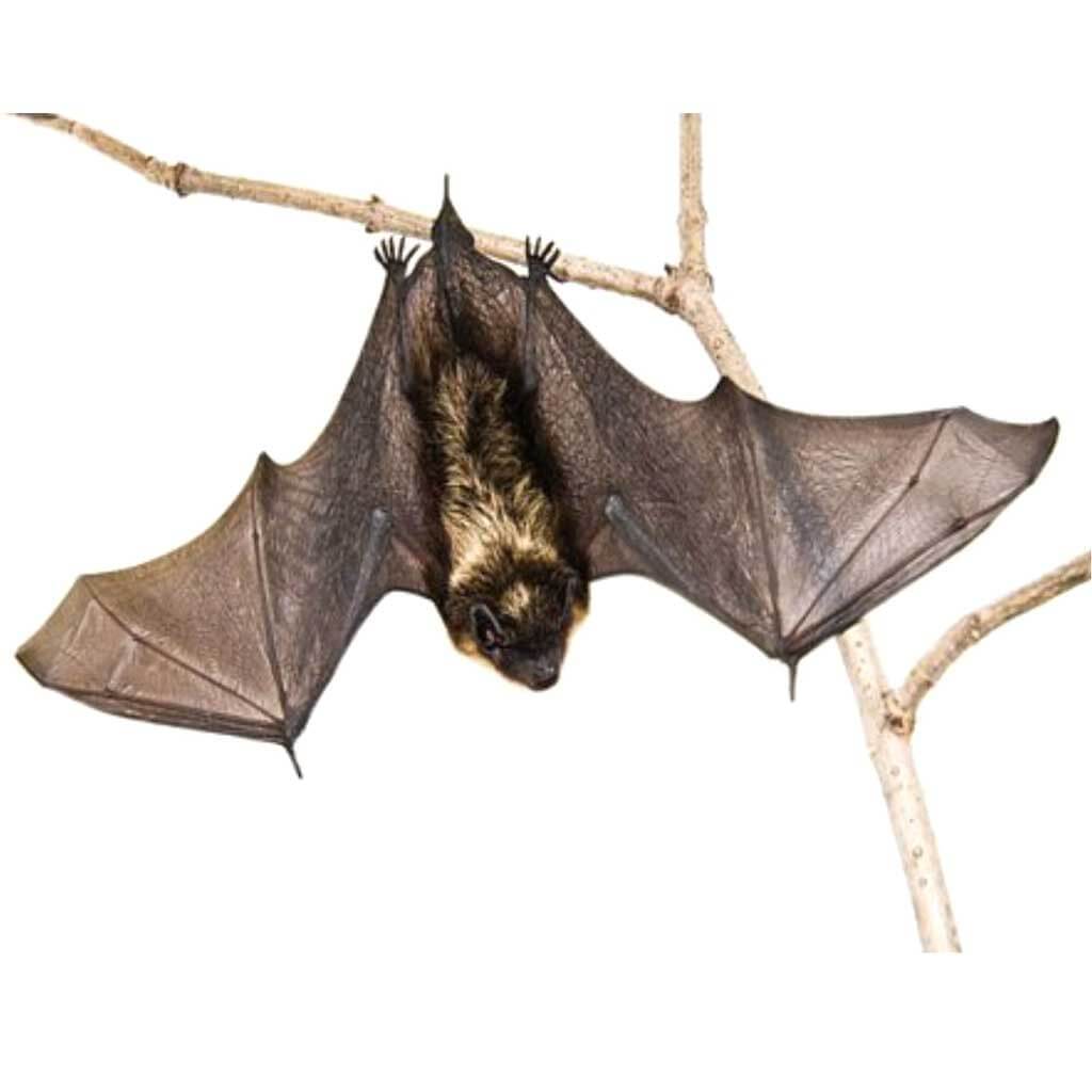 Upside Down Bat